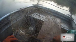 Раколовка дорожка ловля // Как ловит раколовка дорожка // Вот это улов