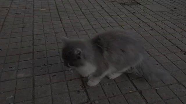 Пушистая кошечка в добрые руки смотреть онлайн