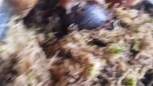 улитка тигр отложила кладку!!!,