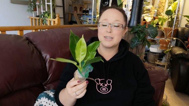Super Uncommon Plant Unboxing! смотреть онлайн