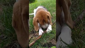 Чем кормить биглей