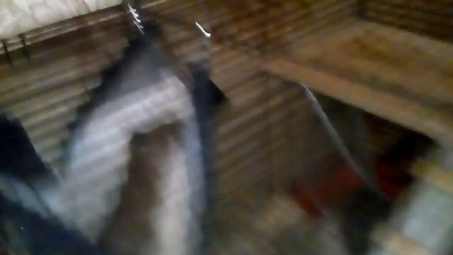 Дегу в гамаке смотреть онлайн