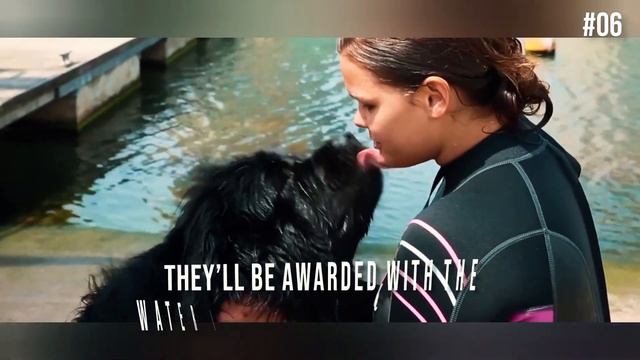 Newfoundland Facts: The Hero Dog Who Saved 27 People! смотреть онлайн
