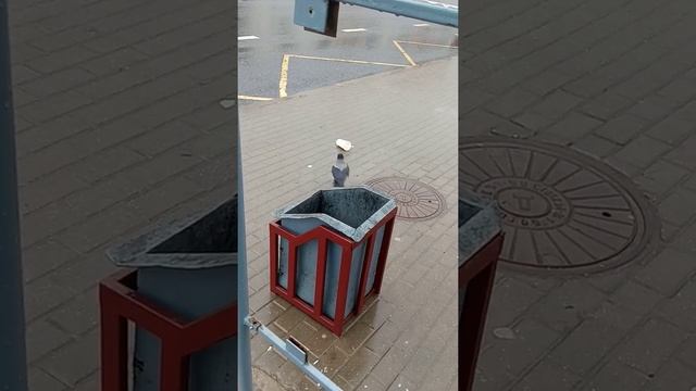 Открылся новый ресторан известной сети в Сухарево, Минск. смотреть онлайн