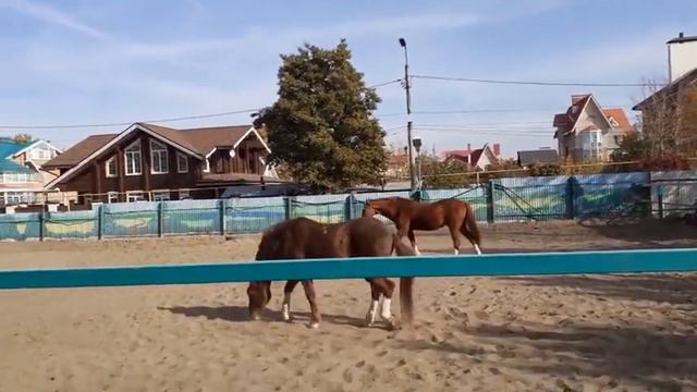 рассеянный склероз.мои радости смотреть онлайн