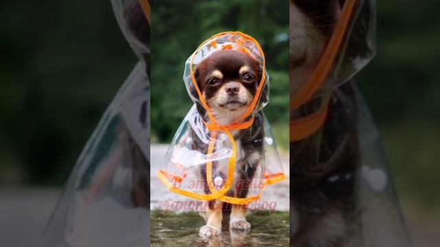 1 апреля. День смеха. Поздравление с 1 апреля смотреть онлайн