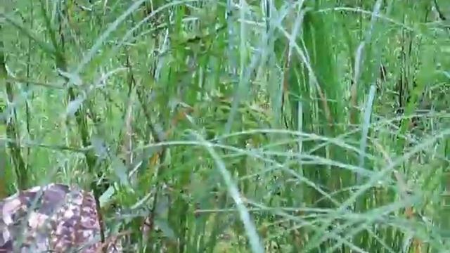 Совёнок в Лесу. смотреть онлайн