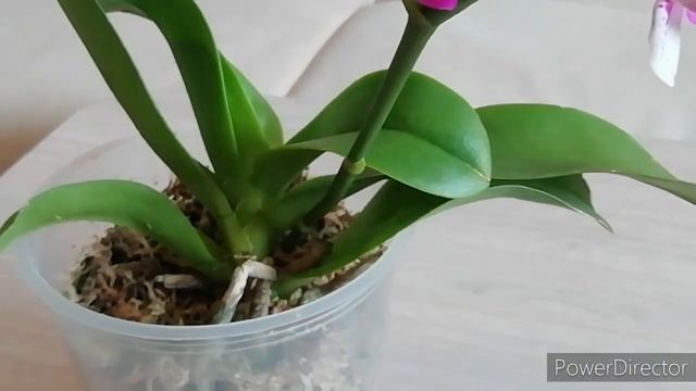 ОРХИДЕИ НОВИНКИ! Фаленопсис Summer Love из посылки и обворожительный Биг Лип!/Orhids Orchid смотреть онлайн