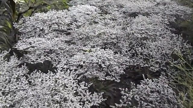 Кермек Многолетний: Выращивание из Семян смотреть онлайн