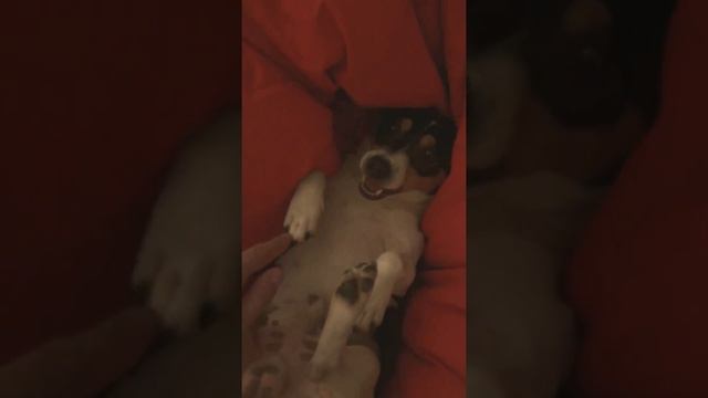 How to activate your dogo смотреть онлайн