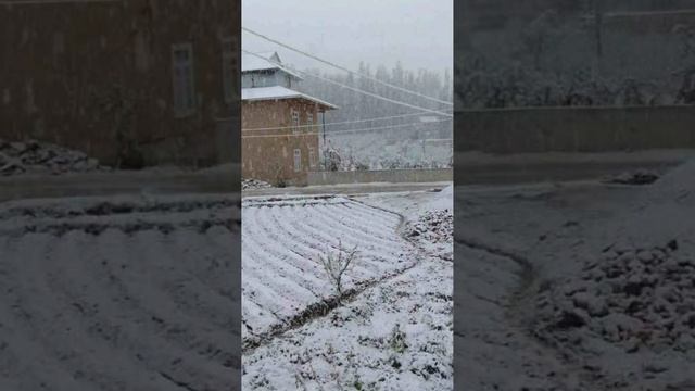 Qashqadaryo  Shahrisabz Belong Qishlog'ida QOR Yog'di  Ayni VaqtdaTEZKOR HABAR
