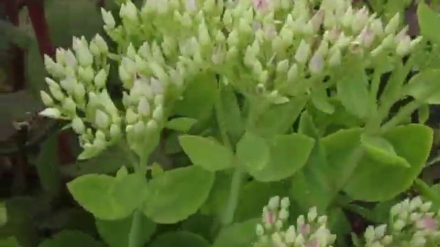 Очиток видный Неон смотреть онлайн