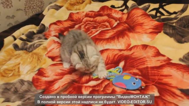 Шикарные шотландские котята на продажу смотреть онлайн