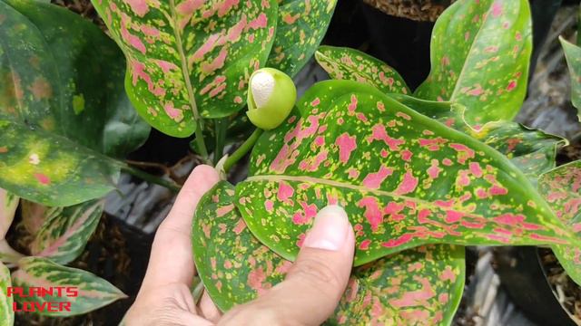 Beauty Of Aglaonema Pink Ruby Chiangmai Ornamental Plants - Plants Lover смотреть онлайн