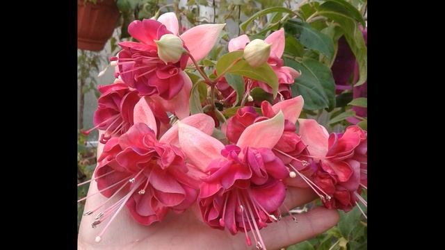 ФУКСИИ. Лучшие сорта. Пополнение коллекции смотреть онлайн