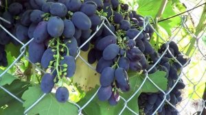Сорт Винограда Кодрянка. Виноград 2015.