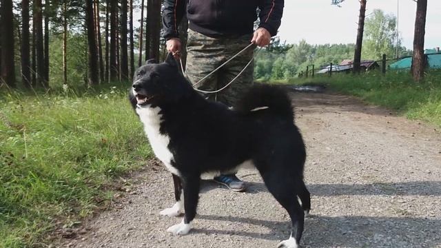 Русско Европейская Лайка - 89191218123 смотреть онлайн