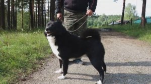 Русско Европейская Лайка - 89191218123