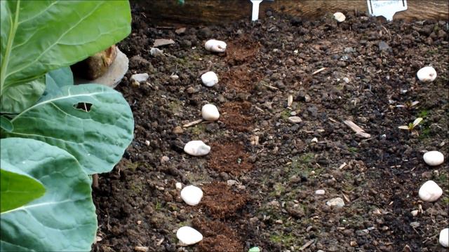 How to successfully plant germinated Turnip and Swede seeds in a raised bed смотреть онлайн