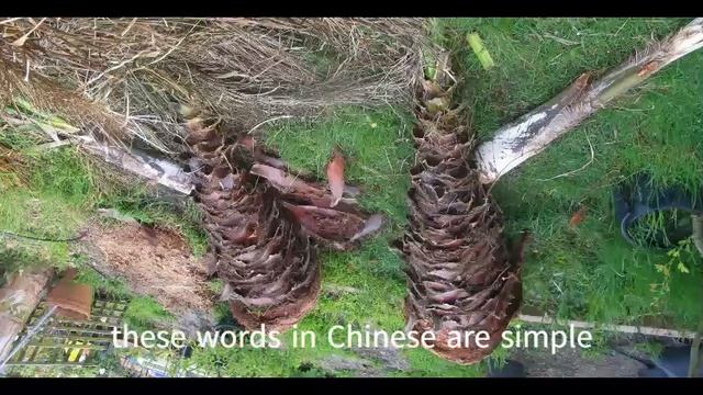 Trees as oracle bone word divination 两棵树组成 甲骨文占卜 смотреть онлайн