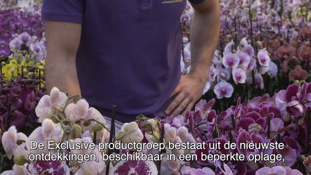 Phalaenova Promotie film смотреть онлайн