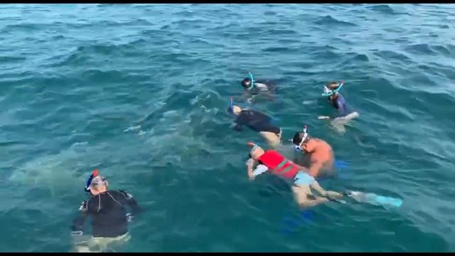 Плаваем с акулами . Индийский океан. смотреть онлайн