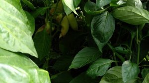 Огурцы, перцы и помидоры в одной теплицы.