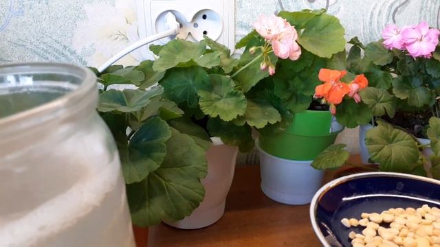 Это фосфорно-калийное удобрение в связке с такой таблеткой,реанимирует почву пеларгоний и нетолько смотреть онлайн