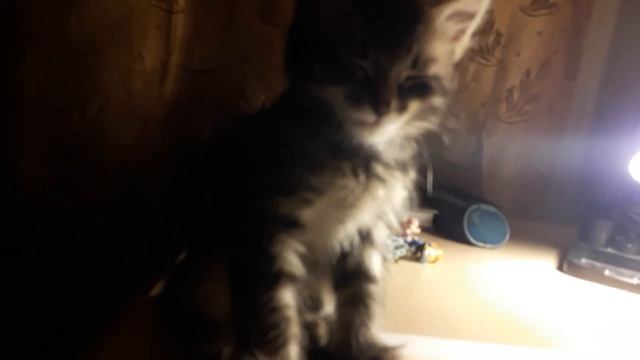 ШЕРЛОК пытается выучить анатомию (Sherlock Tries To Learn Anatomy) MEOW