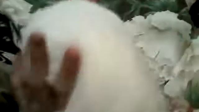 Петя мой белый кролик! Как ухаживать за животными. Ответы на все вопросы одноклассников! смотреть онлайн