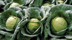 Какую белокочанную капусту буду сеять в 2022 году. 3 высокоурожайных и вкусных сортов