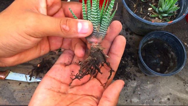 Haworthia Attenuata/Por que se PUDRE o SECAN sus PUNTAS de Mi planta Cebra!!! смотреть онлайн