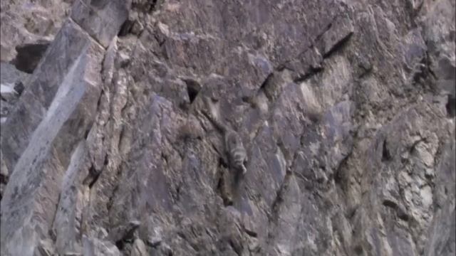 Ирбис смотреть онлайн