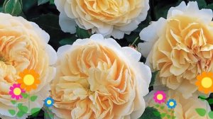 Роза кустовая Крокус Роуз (Crocus Rose). Краткий обзор, описание характеристик, где купить саженцы