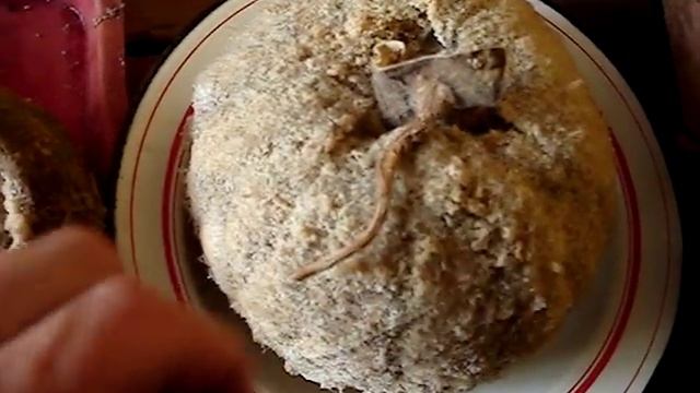 Тыква, мумифицированная, как фараон / How Russians store vegetables смотреть онлайн