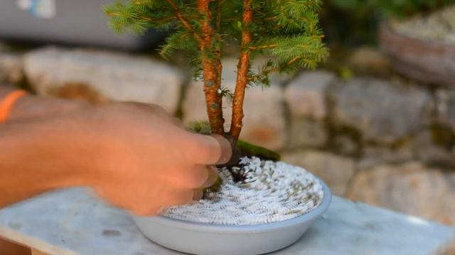 Nursery grown Picea glauca "Conica" in Kabudachi style - Arkefthos Bonsai смотреть онлайн