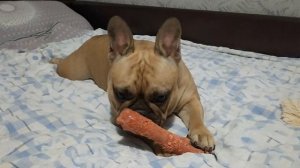 Французский бульдог хрюкает от удовольствия