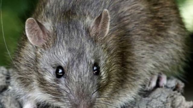 New DNA Research Unlocks Secrets of Native Rodents’ Rat Race to New Lands смотреть онлайн