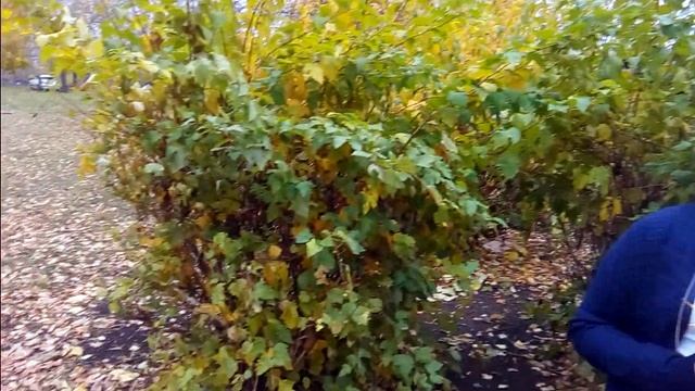 Осень. И.С.Тургенев смотреть онлайн