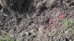 Обработка сада Би-58+Хорус, посеяли кукурузу