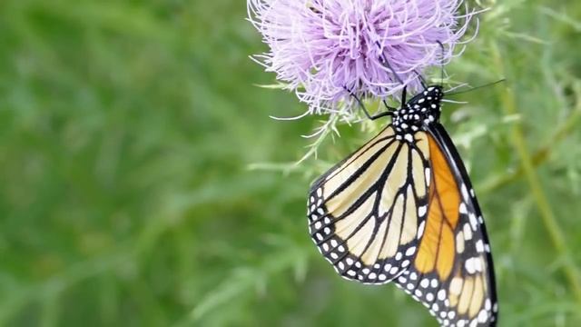 Maryland State Parks - Saint Clement's Island смотреть онлайн