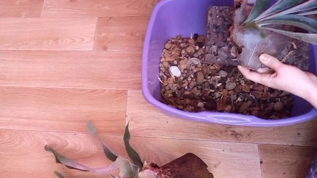 ?Платицериум. Посадка и размножение?