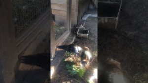 не стоит держать утят и цыплят вместе