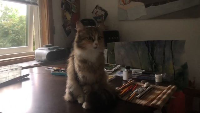 Кошка художника. Норвежская кошка Соня. Norwegian forest cats смотреть онлайн