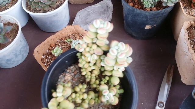 || PROPAGATING COTYLEDON PENDENS || смотреть онлайн