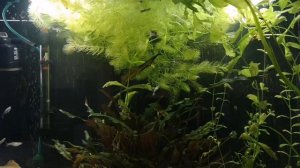 КАК СОХРАНИТЬ МАЛЬКА ЖИВОРОДЯЩИХ РЫБОК В ОБЩЕМ АКВАРИУМЕ