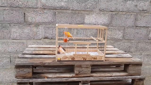 Купил Кенаров на ярмарке! Обзор большой клетки.Особенности кормления цветных канареек ! смотреть онлайн