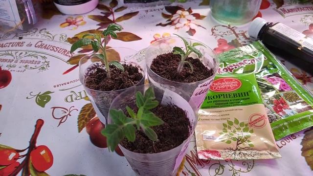 ПЕРВАЯ ПОДКОРМКА рассады ТОМАТОВ / ВСЁ ПРЕДЕЛЬНО ПРОСТО ??? смотреть онлайн