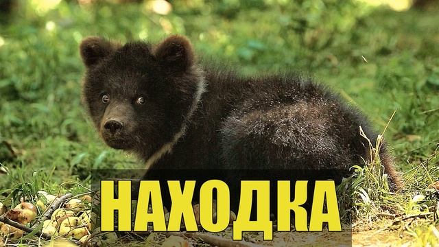 НАХОДКА в ЛЕСУ В ТАЙГЕ СЛУЧАЙ из ЖИЗНИ ТАЕЖНЫЙ ХОЗЯИН МЕДВЕДЬ и ОХОТНИКИ ЛЕСНАЯ ИЗБА БАЙКИ смотреть онлайн