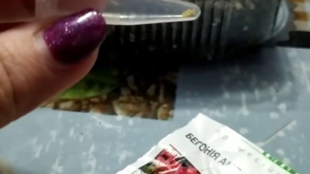 Бегония ампельная ШАНСОН семена смотреть онлайн